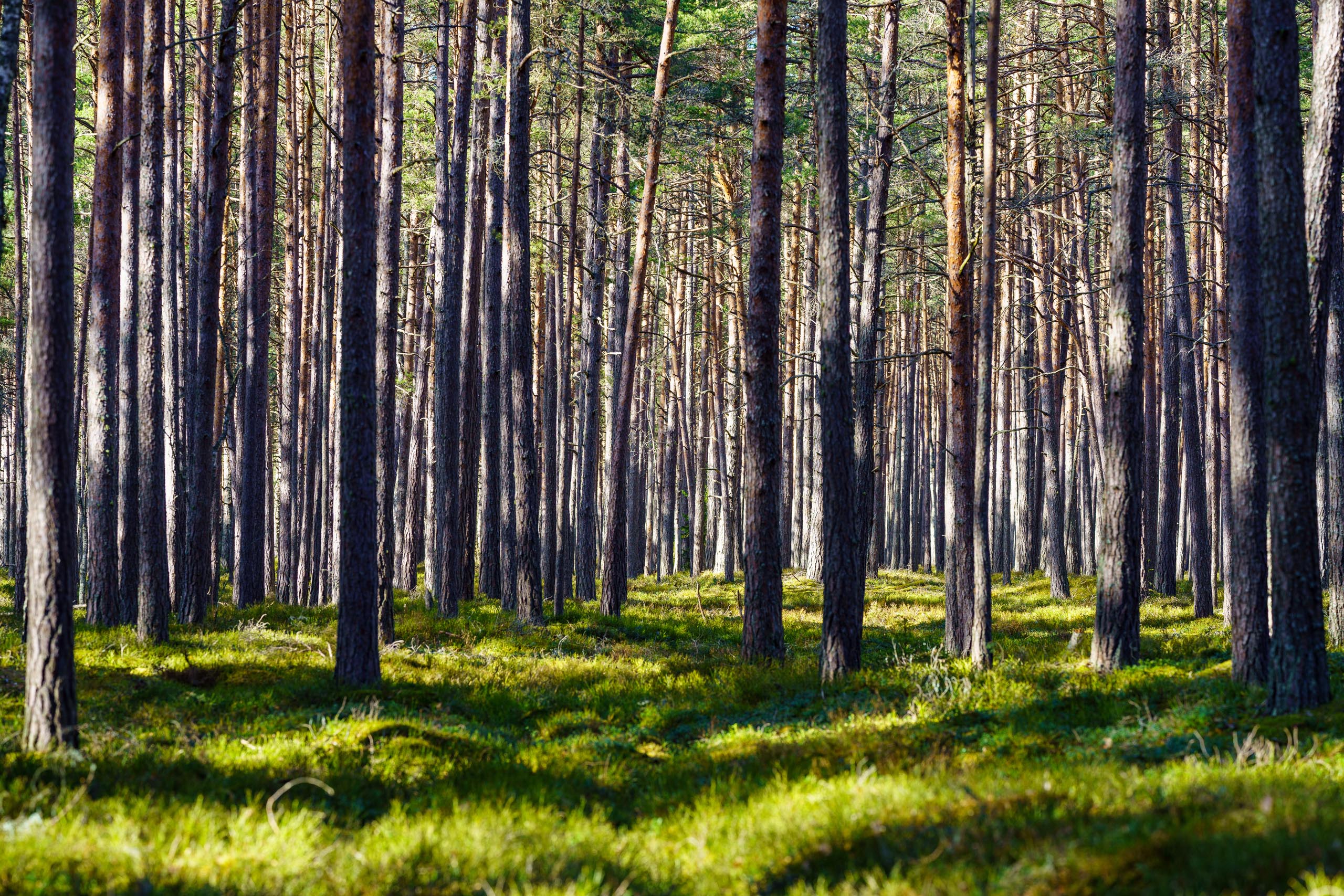 Tronc de pin maritime dans la forêt des Landes